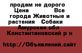 продам не дорого › Цена ­ 10 000 - Все города Животные и растения » Собаки   . Амурская обл.,Константиновский р-н